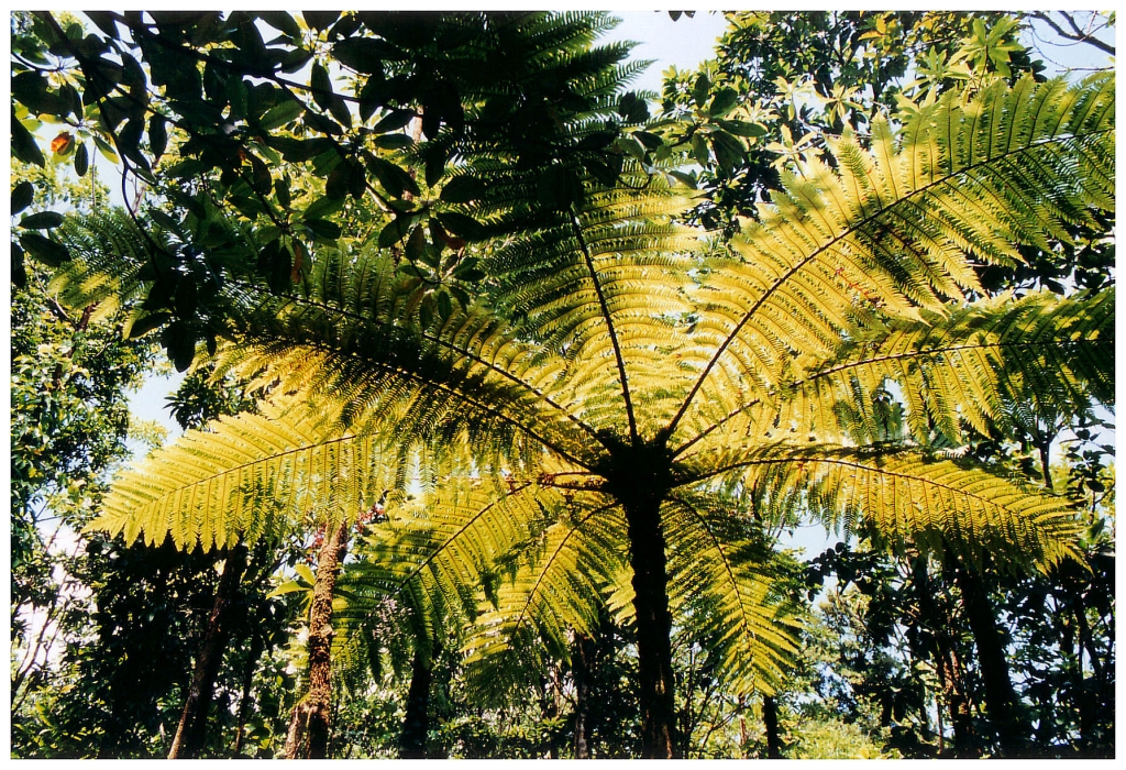 07 - Fougère Arborescente.jpg